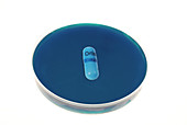 Orlistat Pill in a Petri Dish