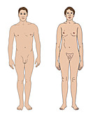 Klinefelter's Syndrome and Healthy Male