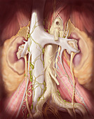 Retroperitoneal Lymph Node Dissection