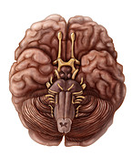 Brain and Cranial Nerves