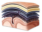 Layers of Meninges