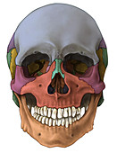 Bones of the Skull (Anterior)