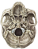 Skull (Inferior View)