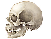Skull (Lateral View)