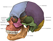 Bones of the Skull (Lateral)