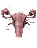 Uterus,Ovaries and Bladder