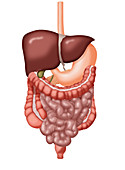 Digestive System