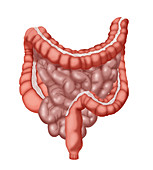 Large and Small Intestines