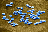 Human Chromosomes in Metaphase,SEM