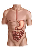 Stomach and Small Intestine
