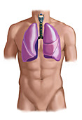 Respiratory System