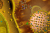 Influenza Type B Virus and Tamiflu