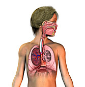 Respiratory System