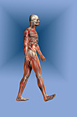 Male Figure with Skeleton and Musculature