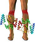 HCN2 Protein and Knee Pain