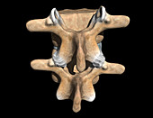 Facet Joints of the L4 and L5 Vertebra