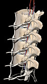 Lumbar Spine with Nerve Roots