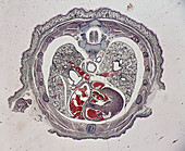 Rat Embryo (LM)