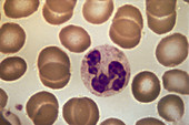 Neutrophil (LM)