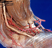 Radial Nerve