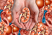 Hands holding a kidney