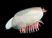Burgess Shale crustacean,illustration