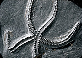 Fossil starfish