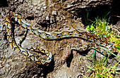 Reticulated python