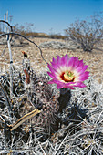 Chisos Mountain Hedgehog Cactus