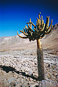 Candelabra Cactus in Chile