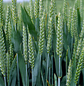 Wheat crop in flowering ear