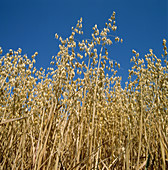 Ripe oats crop (Avena sativa)
