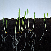 Germinating barley seedlings