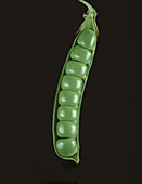Open pea pod showing tightly packed peas