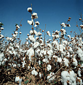 Cotton crop in open boll