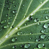 Water droplets on a cabbage leaf