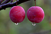 Chickasaw Plum fruits