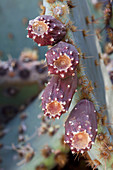 Chenille Prickly Pear with fruits
