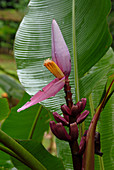 Purple Plantain