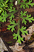 Selaginella eurynota