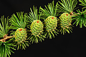 Young cones on larch