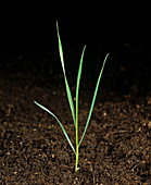 Timothy Grass Seedling