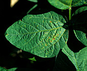 Bacterial blight on Soy