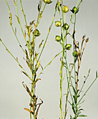 Gray mold necrosis on Linseed