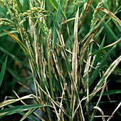 Sheath blight on rice plants