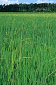 Bakanae disease of Rice
