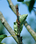 Canker on Pear