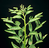 Bean leaf roll virus