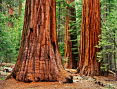 Sequoia trees,Yosemite NP