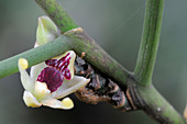 Epiphytic Orchid